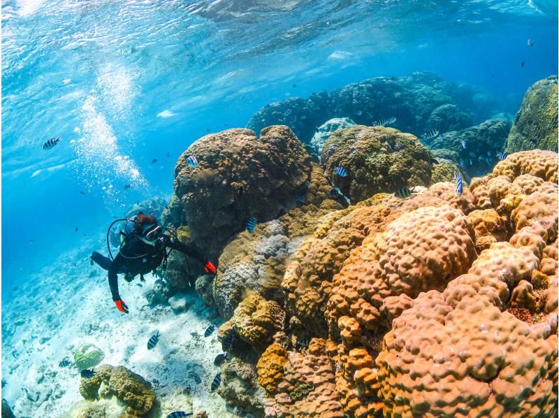 [Okinawa, Onna Village] Blue Cave Snorkeling & Churaumi Experience Diving SET | Guide is fully reserved, so even beginners can feel safe and easy to move around! Boat tourの紹介画像