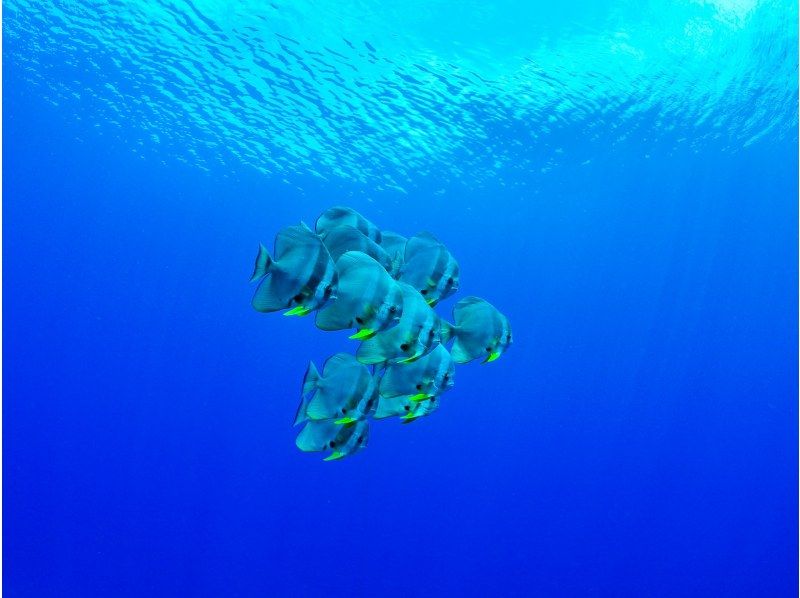 [Okinawa, Onna Village] Experience diving in the mysterious Blue Cave (1 dive, fully chartered guide, easy-to-move boat, guided over 1,500 people last year)の紹介画像