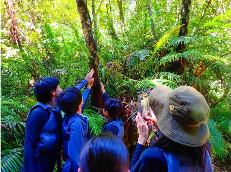 [Okinawa Yanbaru] Exhilarating! River trekking with waterfall jumps, Tarzan, tree swings, etc. (High-quality photos and video recording included / 3 years old and above / 3 hours)の紹介画像