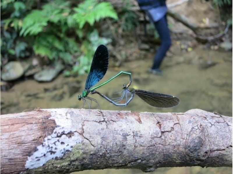 SALE! [Okinawa, Yanbaru] Exhilarating! River trekking with waterfall jumps, Tarzan, and tree swings (high-quality photos and video recording included / ages 3 and up)の紹介画像