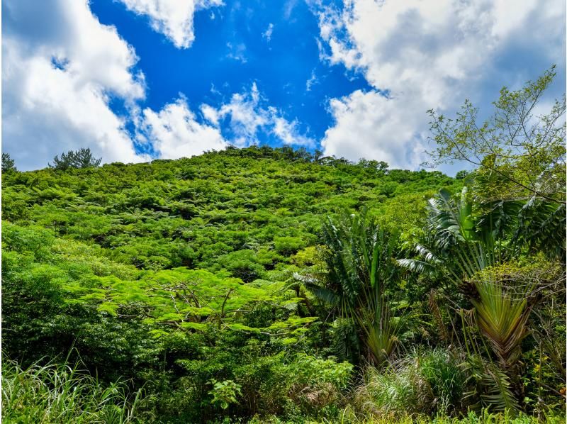 [Okinawa Yanbaru] Exhilarating! River trekking with waterfall jumps, Tarzan, tree swings, etc. (High-quality photos and video recording included / 3 years old and above / 3 hours)の紹介画像