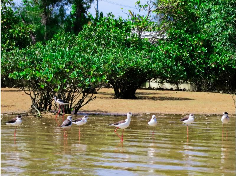 [โอกินาว่า แม่น้ำโอคุบิ] ทัวร์เรือคายัคป่าชายเลน ทริปพายเรือคายัคผจญภัยไปยังแม่น้ำป่าชายเลนกึ่งเขตร้อนและทะเล♪ (พร้อมบริการถ่ายภาพและวิดีโอ)の紹介画像