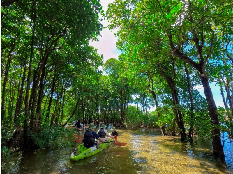 [โอกินาว่า แม่น้ำโอคุบิ] ทัวร์เรือคายัคป่าชายเลน ทริปพายเรือคายัคผจญภัยไปยังแม่น้ำป่าชายเลนกึ่งเขตร้อนและทะเล♪ (พร้อมบริการถ่ายภาพและวิดีโอ)の紹介画像