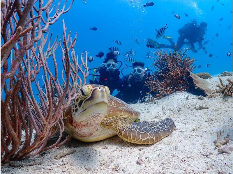 [Okinawa, Onna Village] Churaumi Experience Diving (1 dive) | Popular spot "Clownfish Paradise". A dedicated guide is available for exclusive use, so beginners can feel at ease.の紹介画像