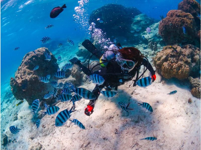 [Okinawa, Onna Village] Churaumi Experience Diving (1 dive) | Popular spot "Clownfish Paradise". A dedicated guide is available for exclusive use, so beginners can feel at ease.の紹介画像