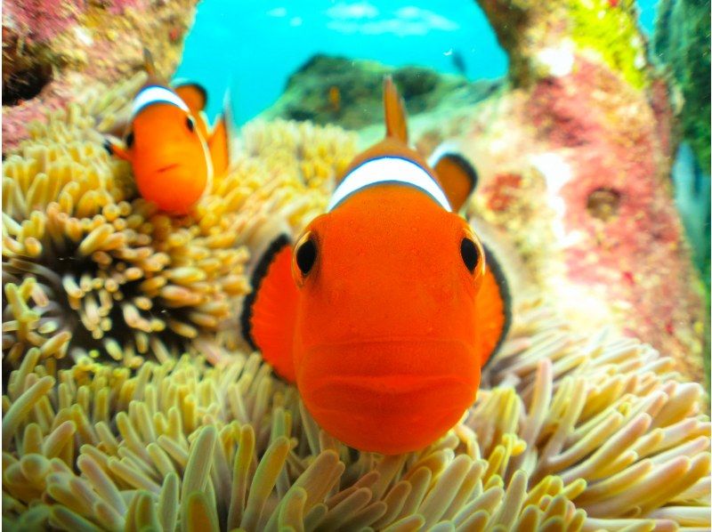 [Okinawa, Onna Village] Churaumi Experience Diving (1 dive) | Popular spot "Clownfish Paradise". A dedicated guide is available for exclusive use, so beginners can feel at ease.の紹介画像