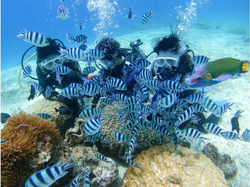 [Okinawa, Onna Village] Churaumi Experience Diving (1 dive) | Popular spot "Clownfish Paradise". A dedicated guide is available for exclusive use, so beginners can feel at ease.の紹介画像