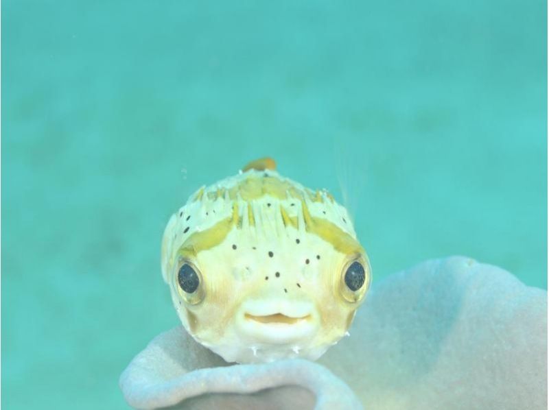 [Okinawa, Onna Village] Churaumi Experience Diving (1 dive) | Popular spot "Clownfish Paradise". A dedicated guide is available for exclusive use, so beginners can feel at ease.の紹介画像