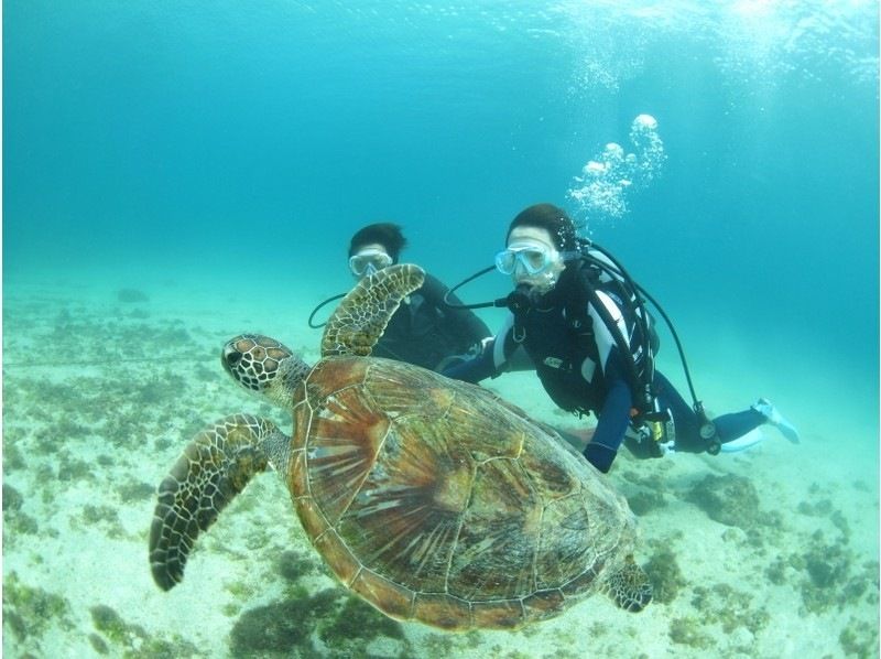 [Kagoshima Okinoerabujima] sea turtle heaven = in Okinoerabujima experience diving!の紹介画像