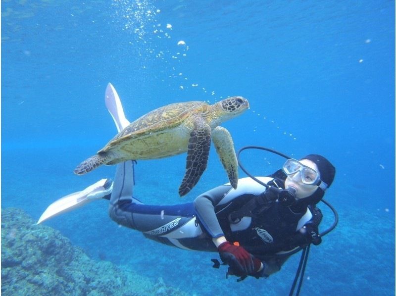 [Kagoshima Okinoerabujima] sea turtle heaven = in Okinoerabujima experience diving!の紹介画像