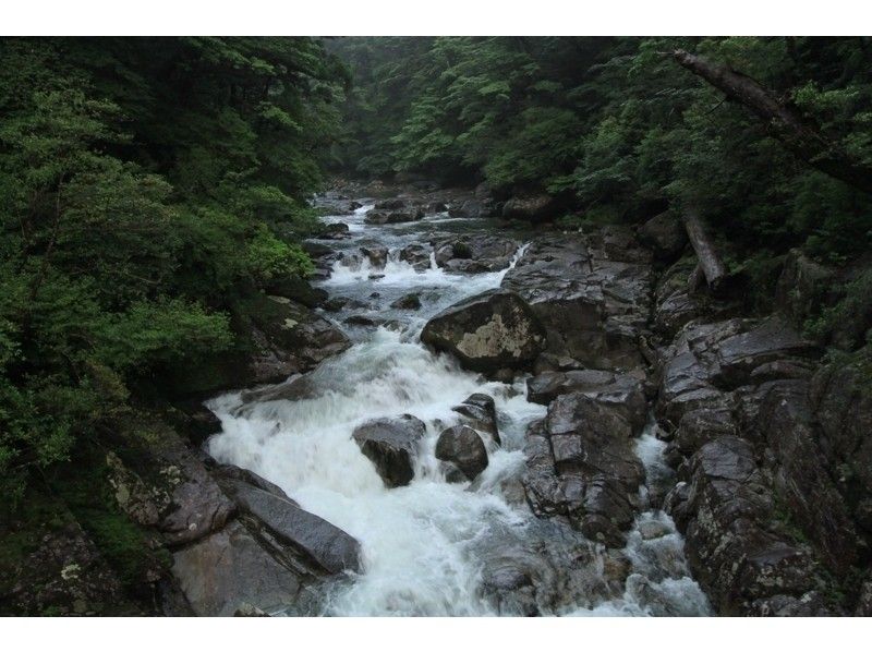 [Kagoshima / Yakushima] Trekking Tadake (about 7 to 8 hours day trip) Participation is OK from the age of 10!の紹介画像