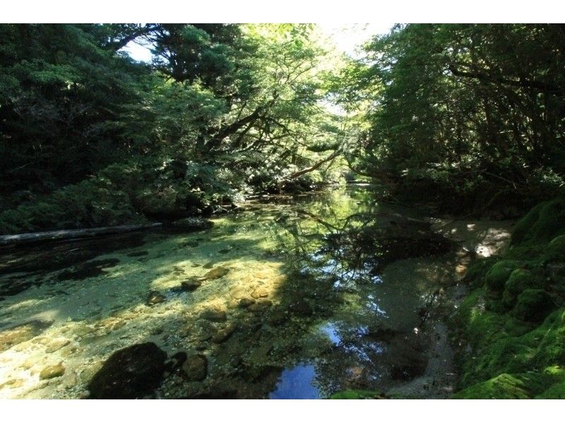 [Kagoshima / Yakushima] Trekking Kuromidake (about 7 to 8 hours day trip course) Participation is OK from the age of 10!の紹介画像