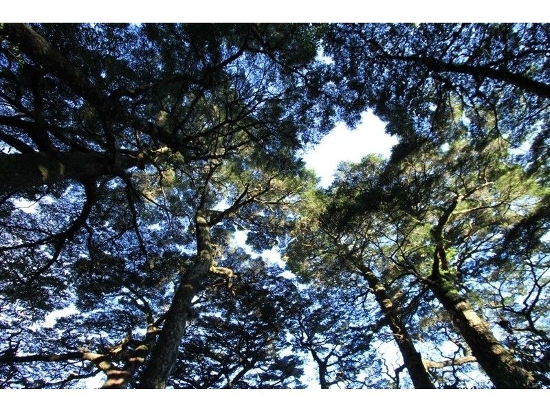 [คาโกชิมา / ยูกุชิมะ] การเดินป่า Kuromidake (ประมาณ 7 ถึง 8 ชั่วโมงต่อวันสำหรับการเดินทาง) การเข้าร่วมเป็นสิ่งที่ดีตั้งแต่อายุ 10!の紹介画像