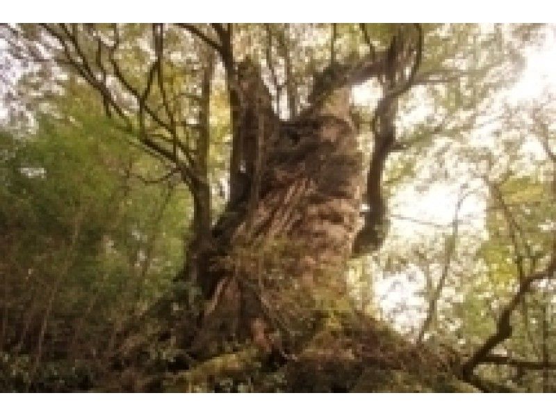 [คาโกชิมา ยูกุชิมะ] เดินป่า Miyanoura dake (หลักสูตรประมาณ 10-11 ชั่วโมงต่อวัน) การมีส่วนร่วมตกลงตั้งแต่อายุ 10 ปี!の紹介画像