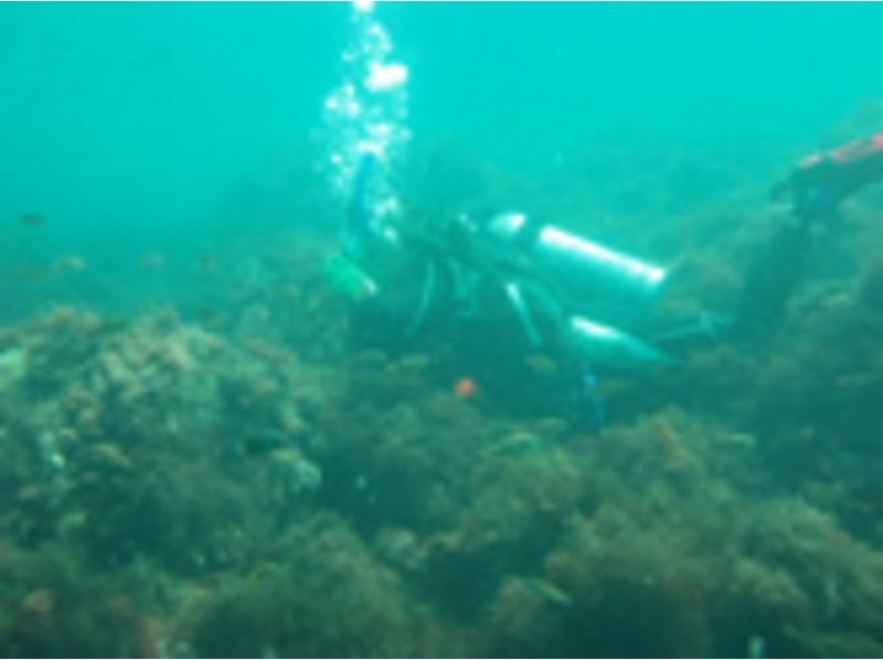 [東京都杉並區] PADI水肺潛水員課程[許可]の紹介画像