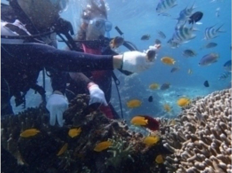 【沖縄・石垣】お子様OK！パナリ島で体験ダイビングコースの紹介画像