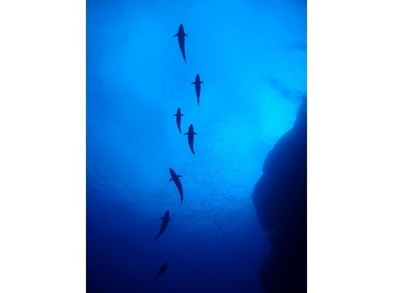 【沖縄・那覇】ウミガメに会えるかも？ケラマで体験ダイビング２ダイブの紹介画像