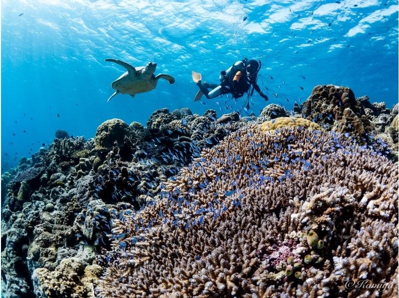 【沖縄・那覇】慶良間諸島体験ダイビング２ダイブ＋シュノーケリング｜1名様の参加OK｜初めてでも安心｜泳げなくてもOKの紹介画像