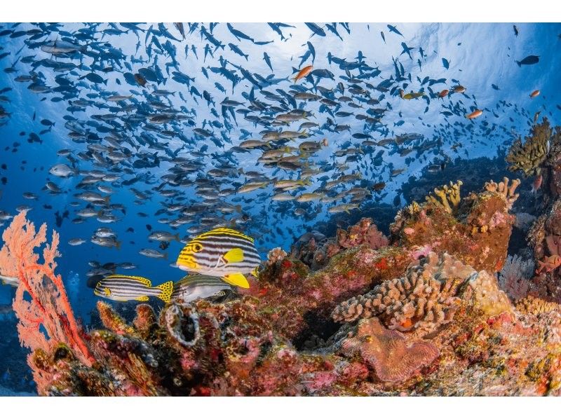 【沖縄・那覇】慶良間諸島体験ダイビング２ダイブ＋シュノーケリング｜1名様の参加OK｜初めてでも安心｜泳げなくてもOKの紹介画像