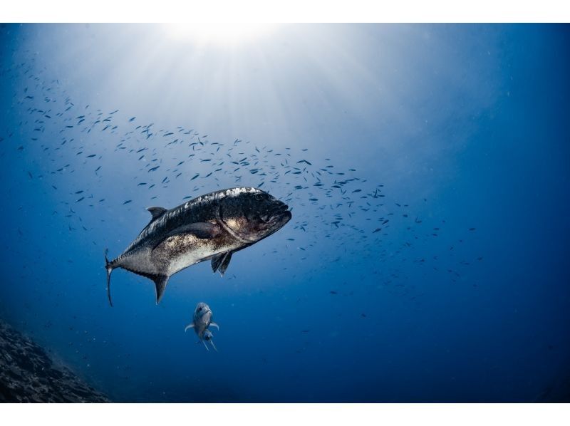 【慶良間諸島】PADIオープンウォーター取得コース｜２日間４ダイブ｜1名様で参加OK｜事前学習あり｜少人数で安心サポートの紹介画像