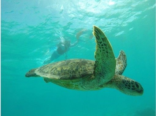 沖縄 宮古島 感染対策 シュノーケリングマスク付きプラン オプション ウミガメ サンゴ礁シュノーケリング フォトツアー アクティビティジャパン