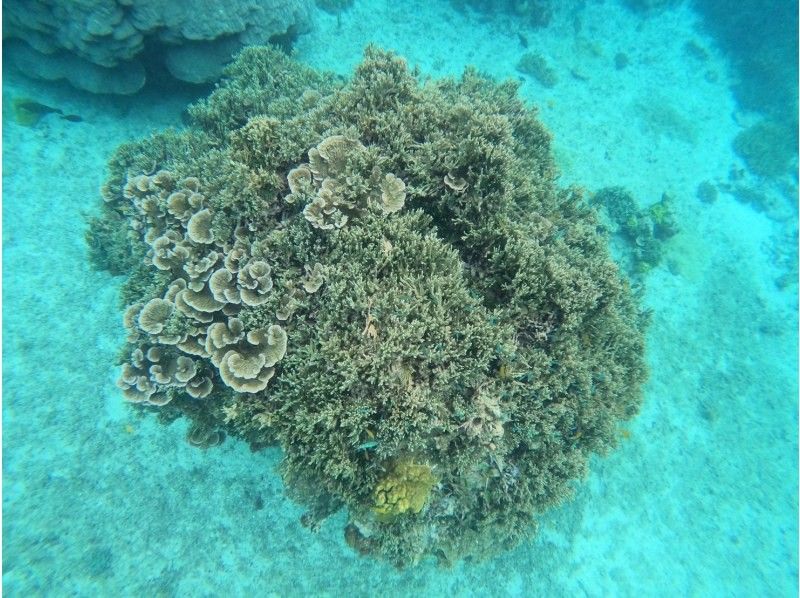 Miyakojima 《English guide available》 Spectacular coral reef snorkeling You can even see sea turtles! Rain is OK! Lunch included ★ All photo data is freeの紹介画像