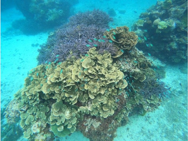 Miyakojima 《English guide available》 Spectacular coral reef snorkeling You can even see sea turtles! Rain is OK! Lunch included ★ All photo data is freeの紹介画像