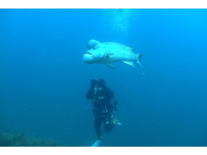 【新潟・佐渡島】佐渡の海の世界を体感しよう！体験ダイビング（2時間）(外国人旅行者用)Campaign \5,000円 OFFの紹介画像