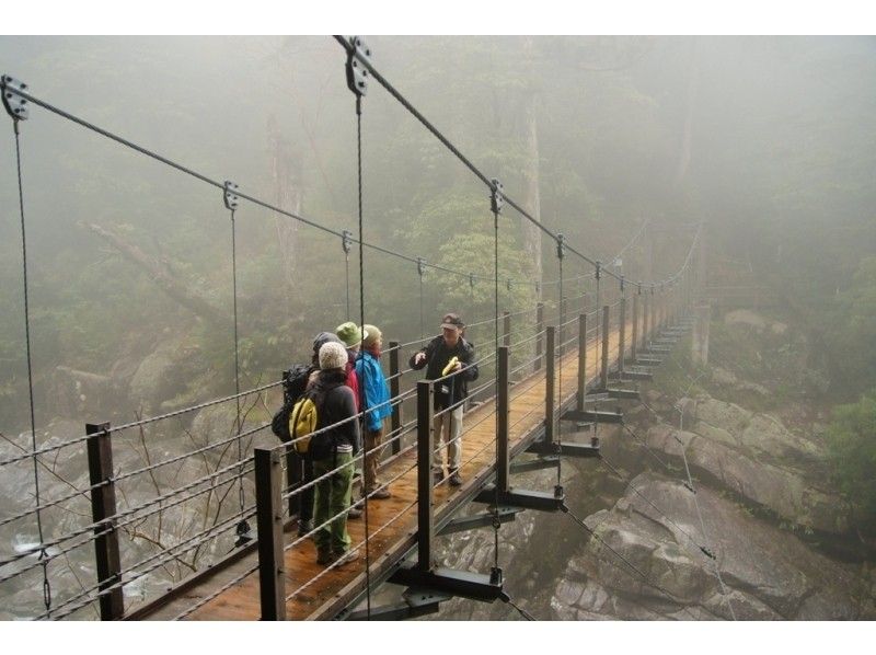 [Kagoshima / Yakushima] A magnificent Yakusugi forest, a leisurely trekking course that takes one day-Participation is OK from 11 years old!の紹介画像