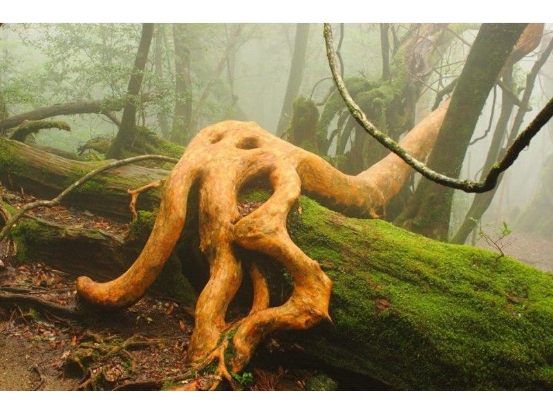 [Kagoshima / Yakushima] A magnificent Yakusugi forest, a leisurely trekking course that takes one day-Participation is OK from 11 years old!の紹介画像