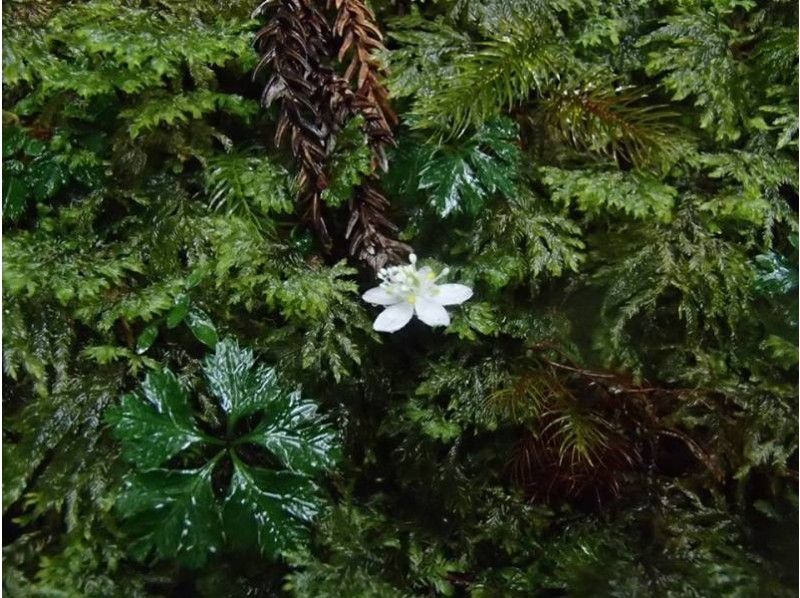 [Kagoshima / Yakushima] A magnificent Yakusugi forest, a leisurely trekking course that takes one day-Participation is OK from 11 years old!の紹介画像