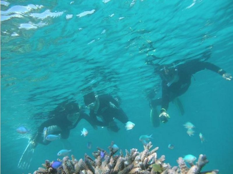 [沖縄-石垣島】許多熱帶魚包圍的精緻浮潛！ （半天課程）の紹介画像