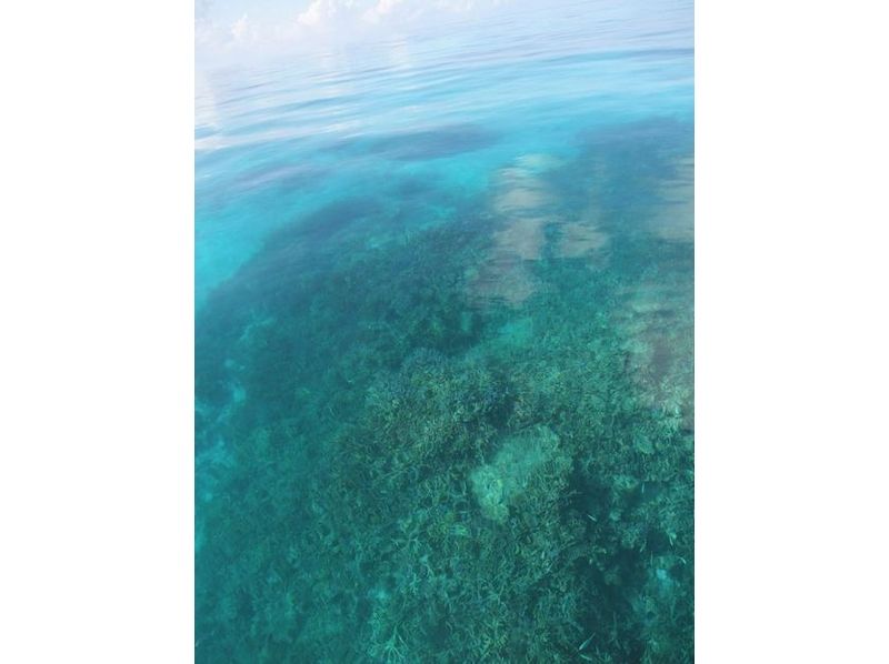 [沖縄-石垣島】許多熱帶魚包圍的精緻浮潛！ （半天課程）の紹介画像