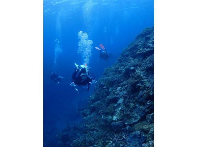 [冲绳-石垣岛初学者欢迎！八重山岛的经验深潜（半天课程）の紹介画像