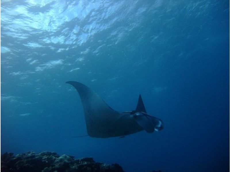 [冲绳-石垣岛]享受优秀布鲁纳海的体验深潜（一天课程）の紹介画像