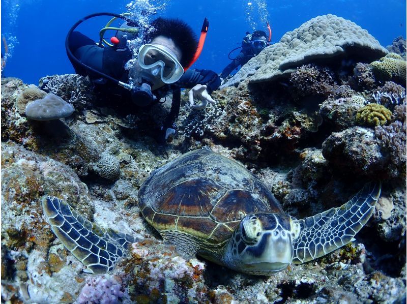 慶良間ボート体験ダイビング2本＆シュノーケル【那覇市発】初心者歓迎・貸切制　慶良間諸島 体験ダイビングの紹介画像