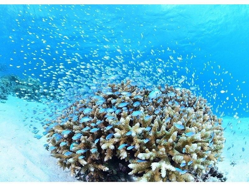 慶良間ボート体験ダイビング2本＆シュノーケル【那覇市発】初心者歓迎・貸切制　慶良間諸島 体験ダイビングの紹介画像