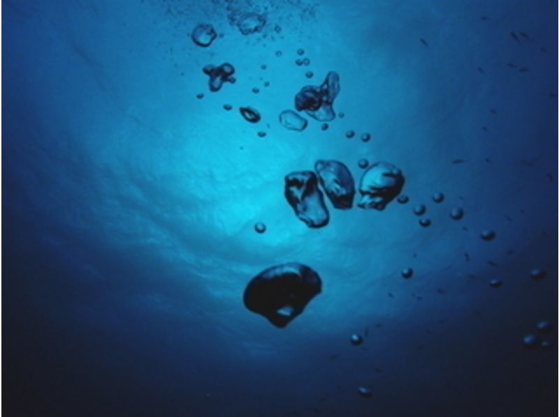 [東京伊豆大] C卡上的唯一持有人！海的伊豆大，生物，地形享受！粉絲潛水の紹介画像