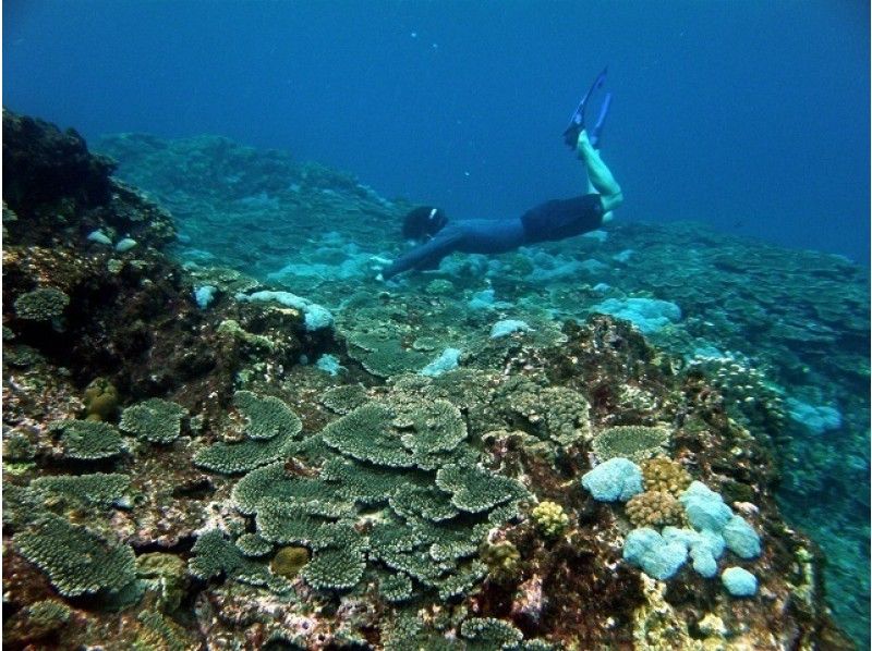 [คาโกชิมา-ยูกุชิมะ]ยูกุชิมะฉันอยากลองชิมทิวทัศน์ที่ไม่ใช่ภูเขา แนะนำสำหรับการดำน้ำดูปะการังแบบธรรมชาติ (ทัวร์ครึ่งวัน)の紹介画像