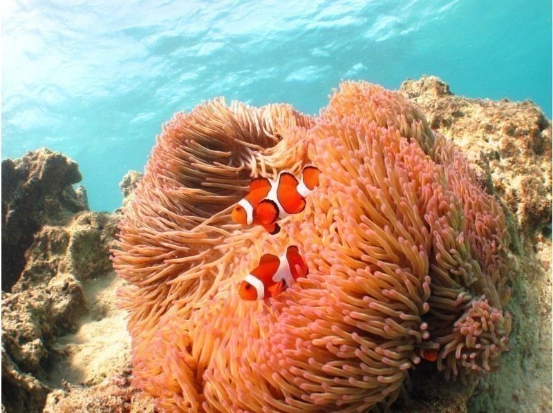 海灘入口[藍洞和熱帶魚和美麗海呼吸管]商店聚會！水下動畫和免費照片禮物★の紹介画像