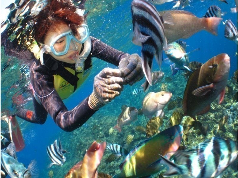 รายการชายหาด [ถ้ำสีฟ้า & ปลาเขตร้อนและดำน้ำดูปะการัง Churaumi] รวมตัวกันที่ร้าน! วิดีโอใต้น้ำและของขวัญฟรี★の紹介画像