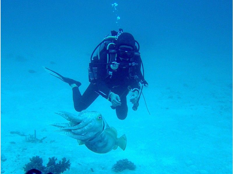 [Okinawa ・ Ishigaki island]Diving of Getting licenses! Advanced Open Water (ADW) Courseの紹介画像