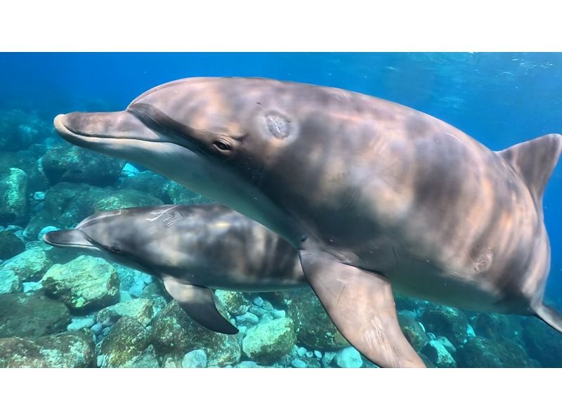 【東京 三宅島】野生のイルカと泳ぐドルフィンスイムツアー【半日】の紹介画像