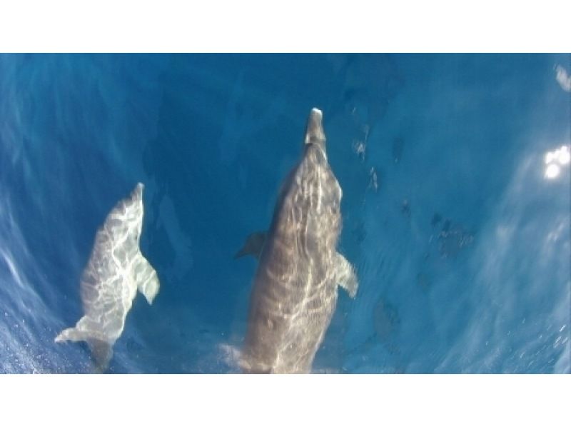 [东京Miyakejima]与野生海豚一起游泳海豚游泳游览[半天]の紹介画像