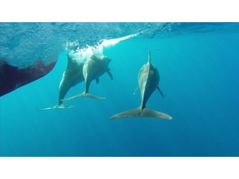 【東京 三宅島】野生のイルカと泳ぐドルフィンスイムツアー【半日】の紹介画像