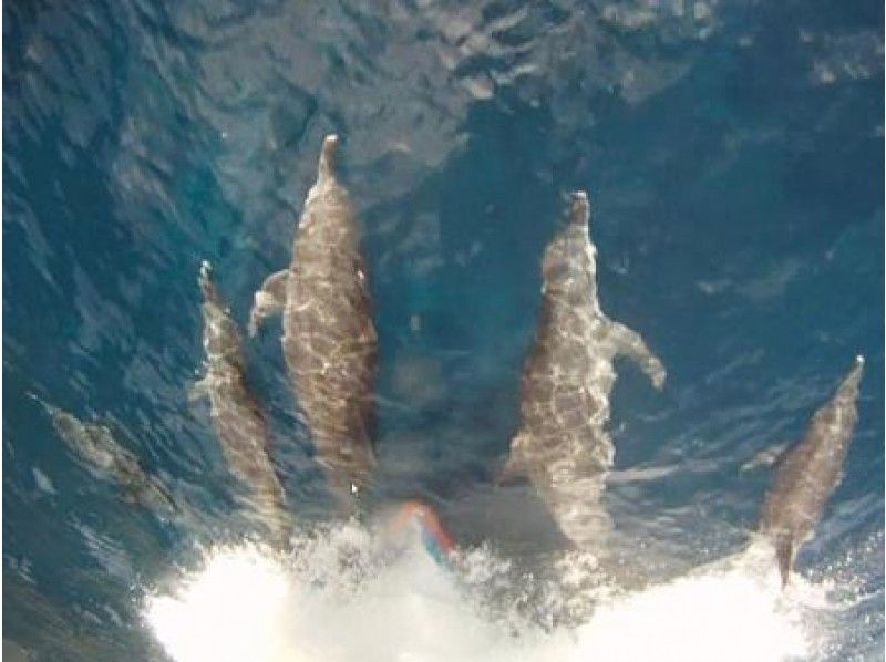 [Tokyo Miyakejima] Swimming with wild dolphins Dolphin swim Tours【 half-day]の紹介画像