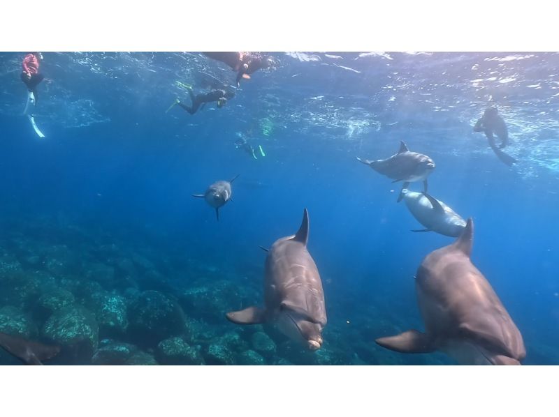 [东京Miyakejima]与野生海豚一起游泳海豚游泳游览[半天]の紹介画像