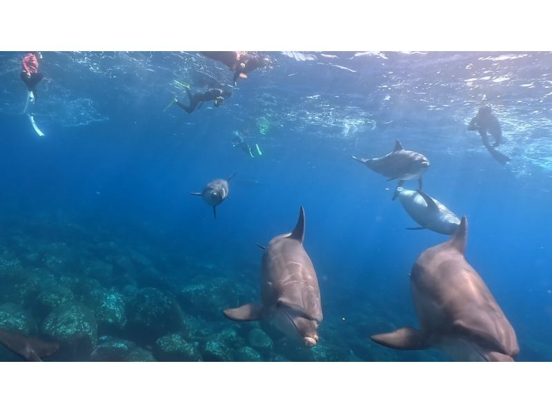 【東京 三宅島】野生のイルカと泳ぐドルフィンスイムツアー【半日】の紹介画像