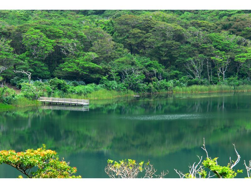 【東京・三宅島】離島ならではの自然を満喫！「ネイチャーガイド半日ツアー」宿への無料送迎ありの紹介画像