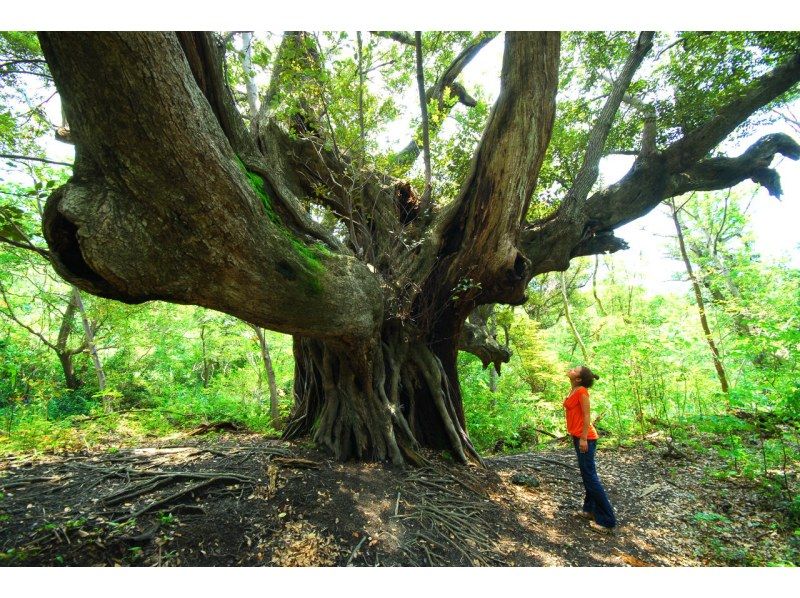 【東京・三宅島】離島ならではの自然を満喫！「ネイチャーガイド半日ツアー」宿への無料送迎ありの紹介画像